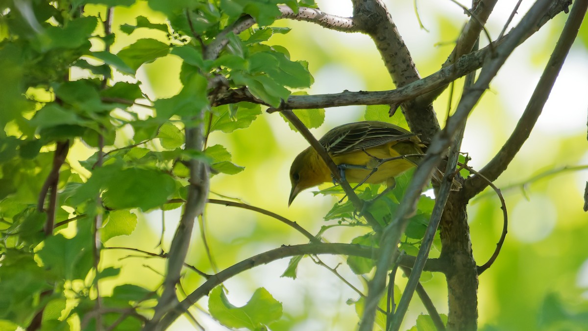 Orchard Oriole - ML635511922