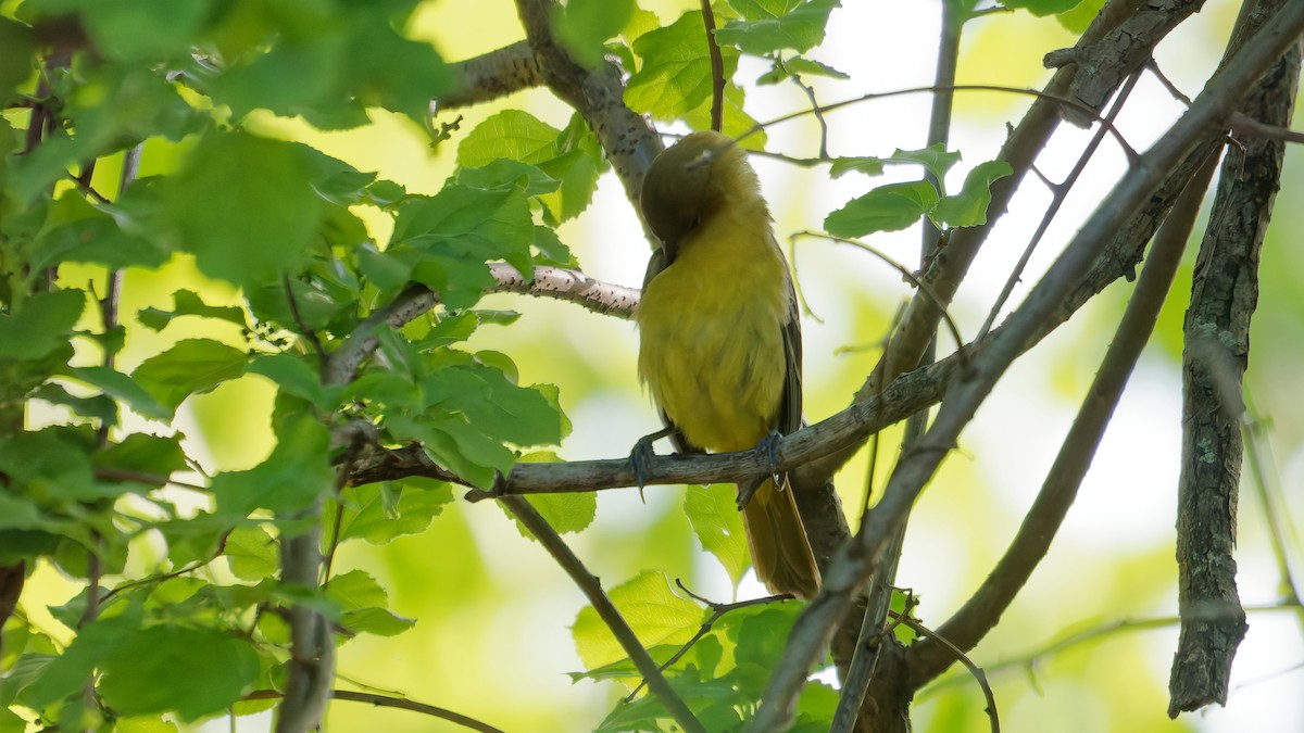 Orchard Oriole - ML635511926