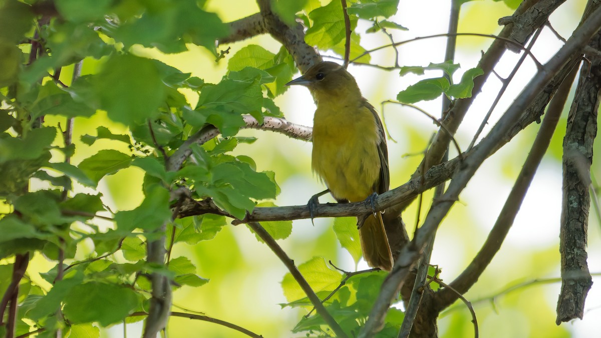 Orchard Oriole - ML635511935