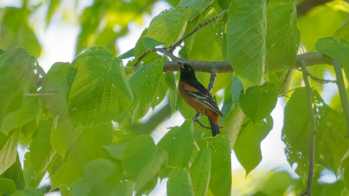 Orchard Oriole - ML635511937