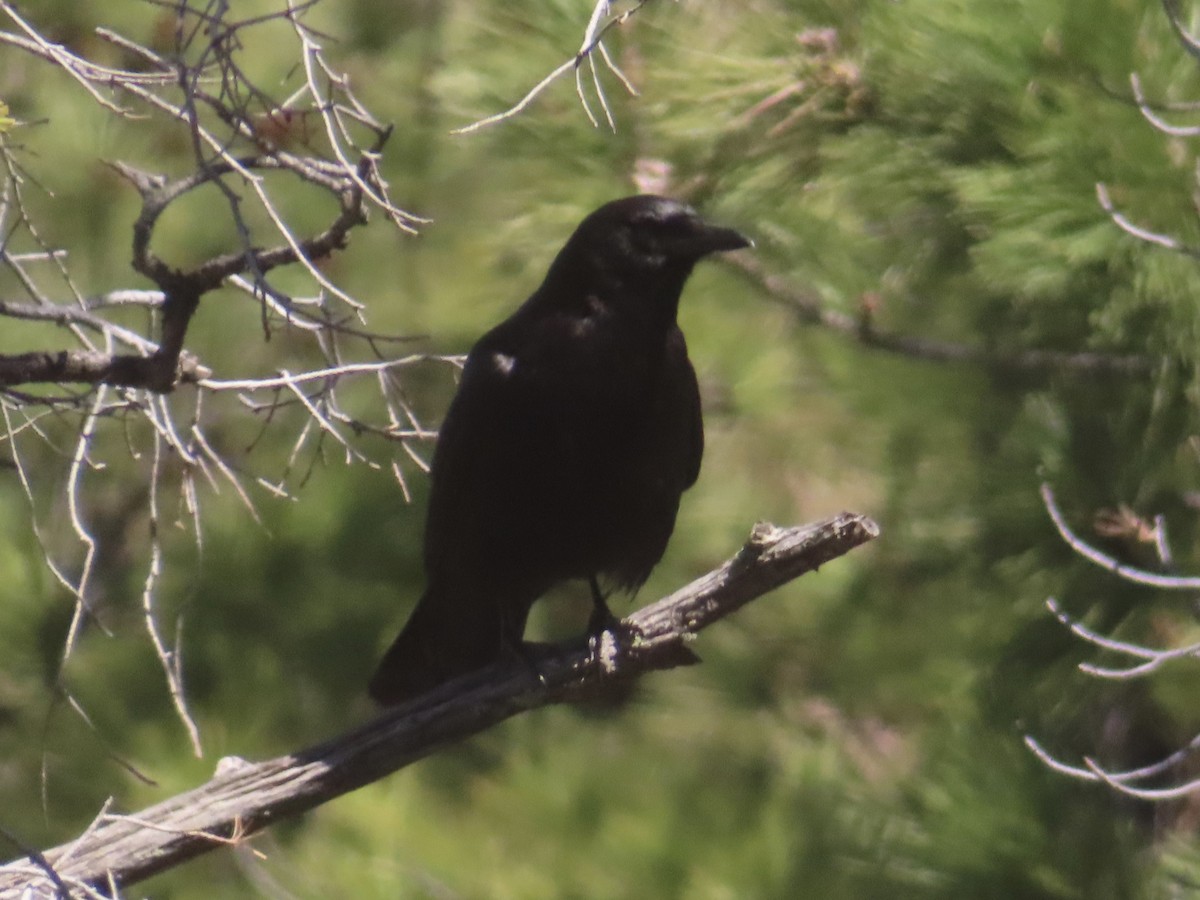 American Crow - ML635512034