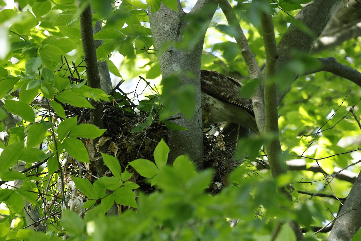 Red-shouldered Hawk - ML635512050