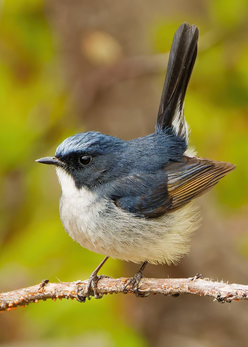 Slaty-blue Flycatcher - ML635512051