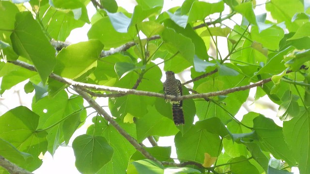 Violet Cuckoo - ML635512072