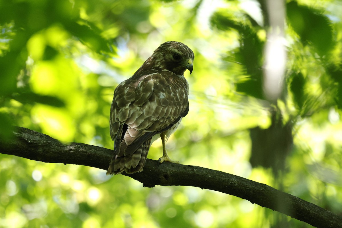Red-shouldered Hawk - ML635512103
