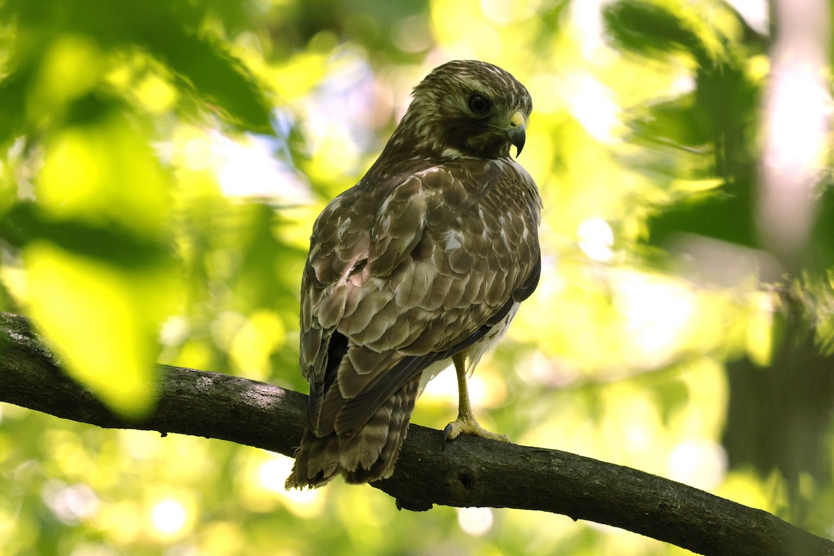 Red-shouldered Hawk - ML635512109