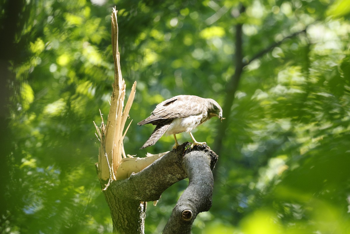 Red-shouldered Hawk - ML635512111