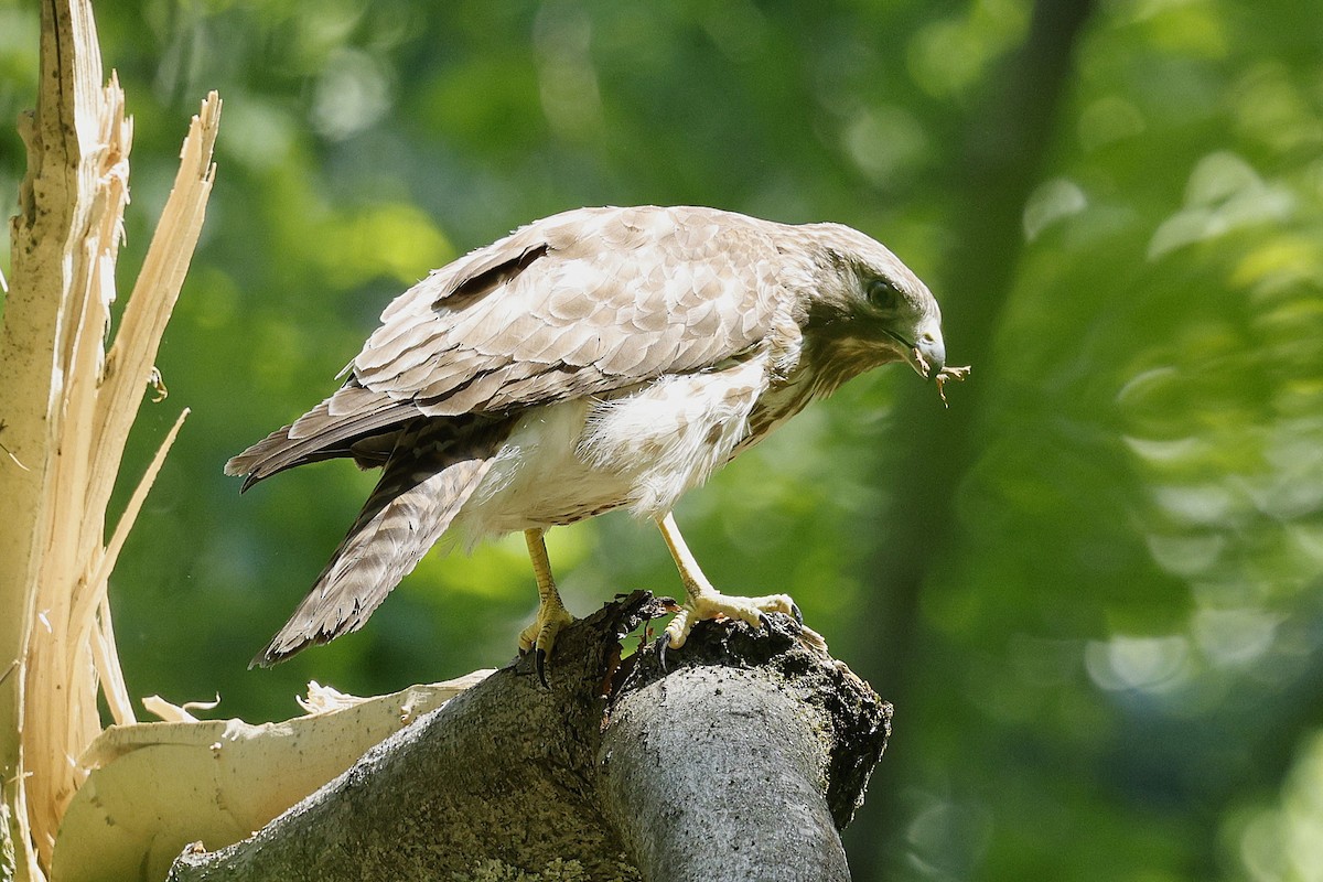 Red-shouldered Hawk - ML635512116