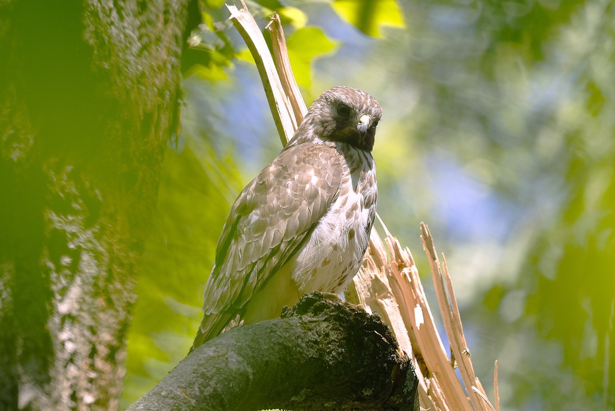 Red-shouldered Hawk - ML635512121