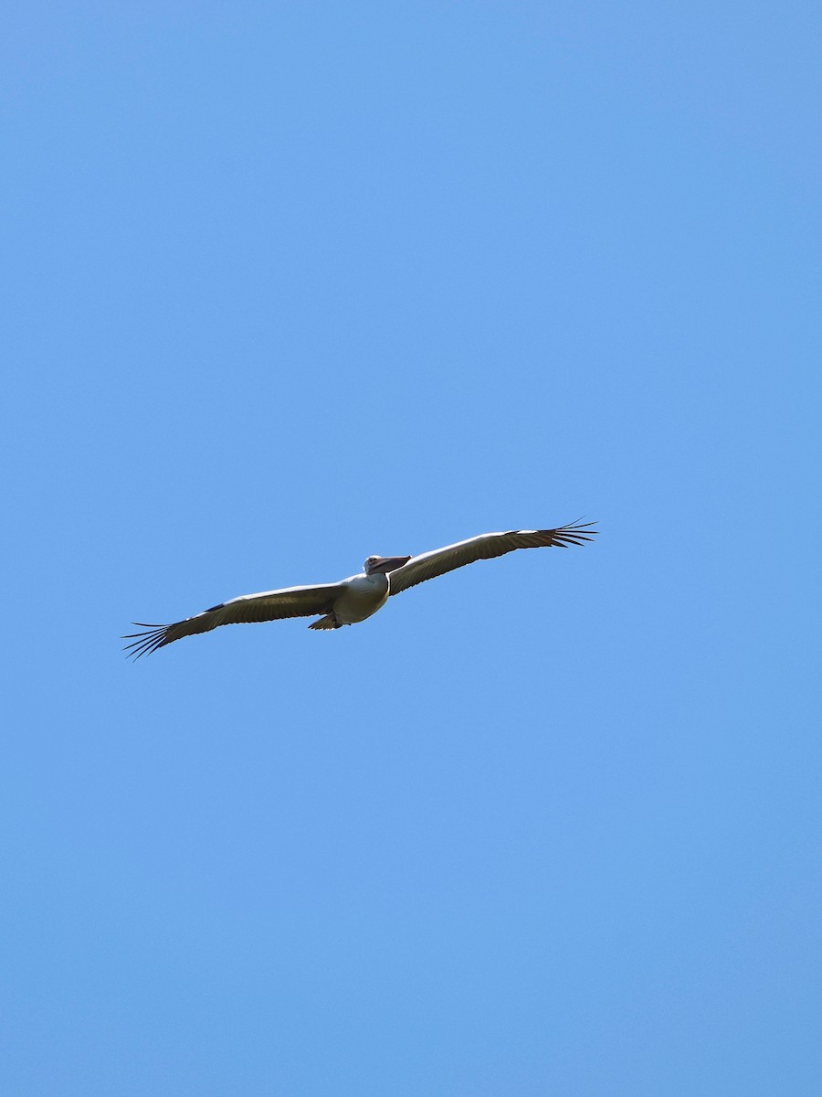 Spot-billed Pelican - ML635512168