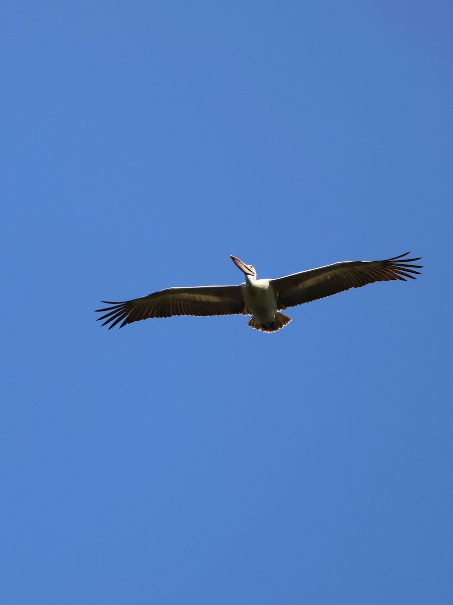 Spot-billed Pelican - ML635512171