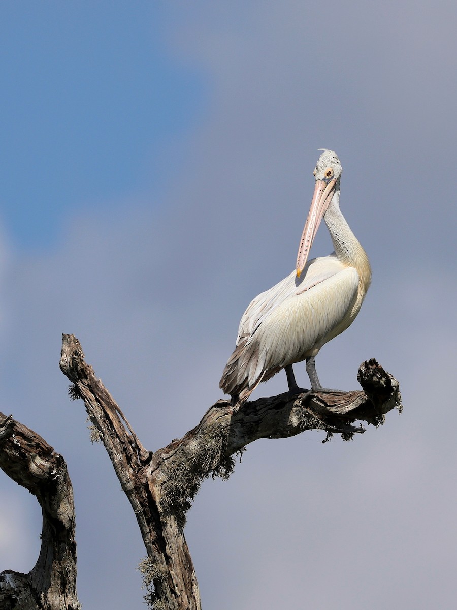 Spot-billed Pelican - ML635512173