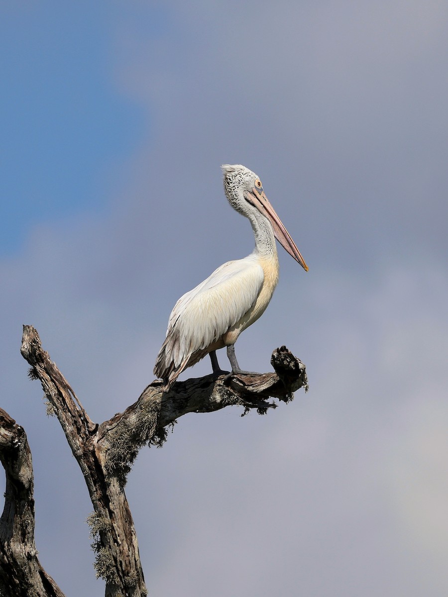 Spot-billed Pelican - ML635512174