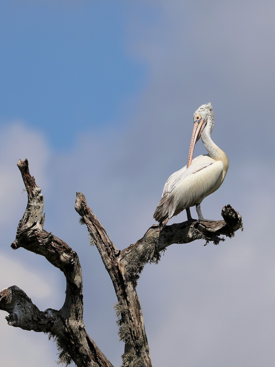 Spot-billed Pelican - ML635512175