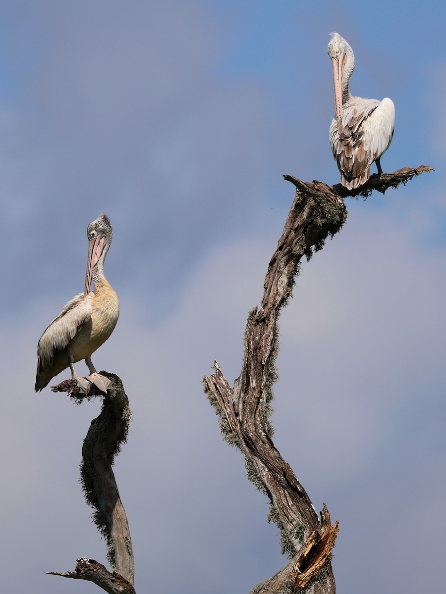 Spot-billed Pelican - ML635512176