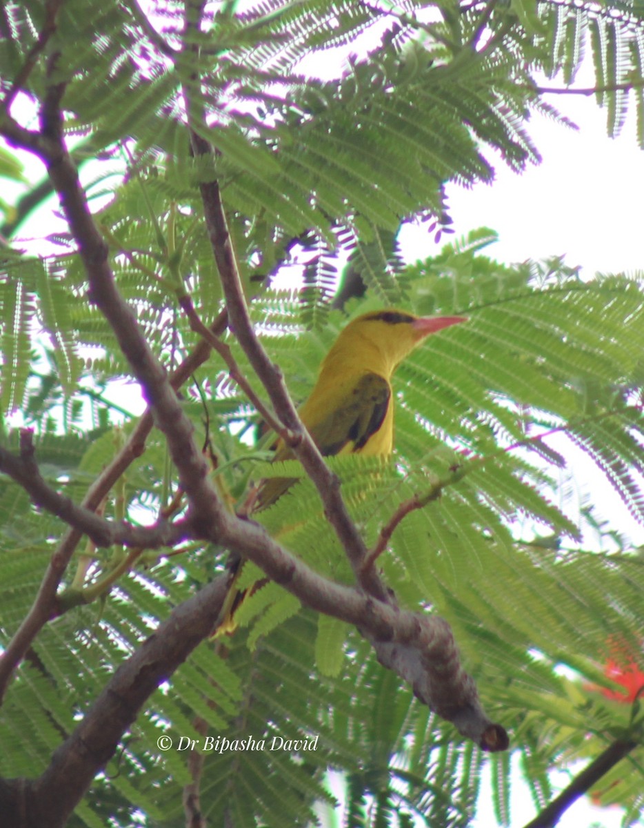 Indian Golden Oriole - ML635512338