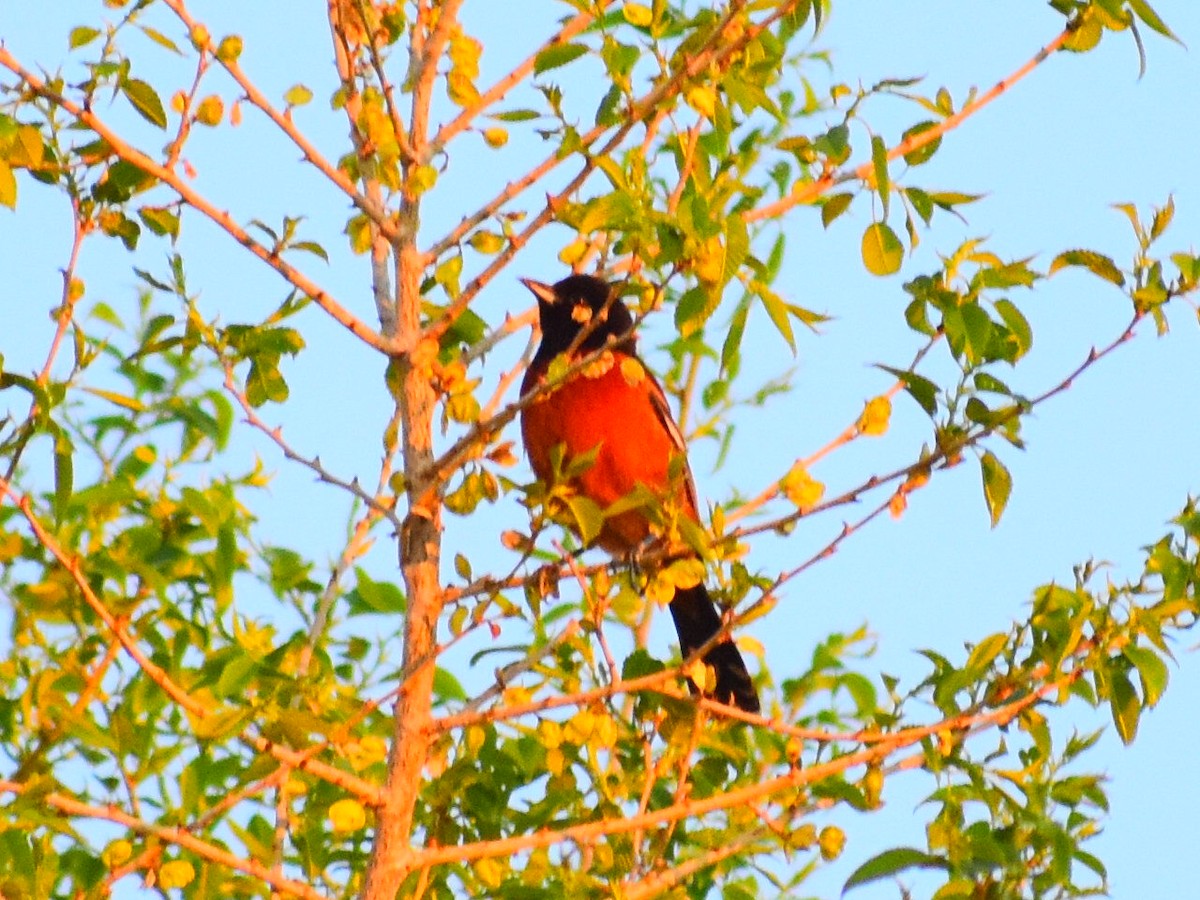 Orchard Oriole - ML635512339