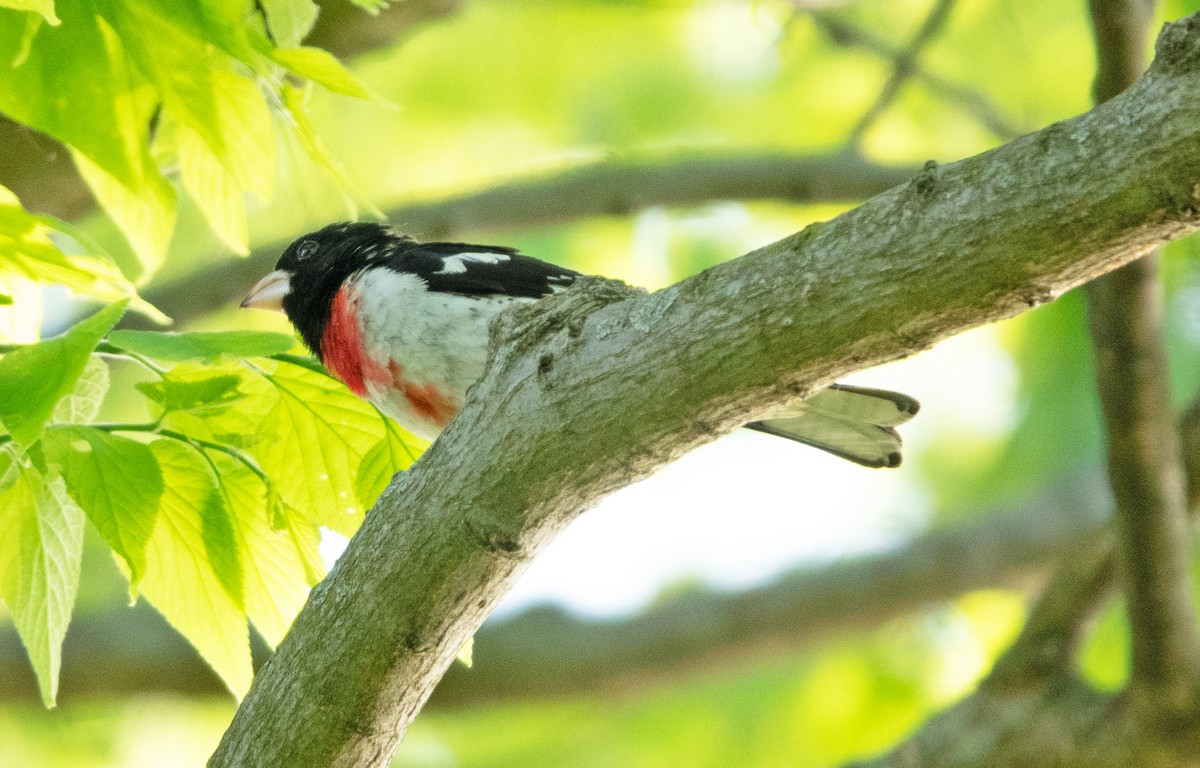 Rose-breasted Grosbeak - ML635512495