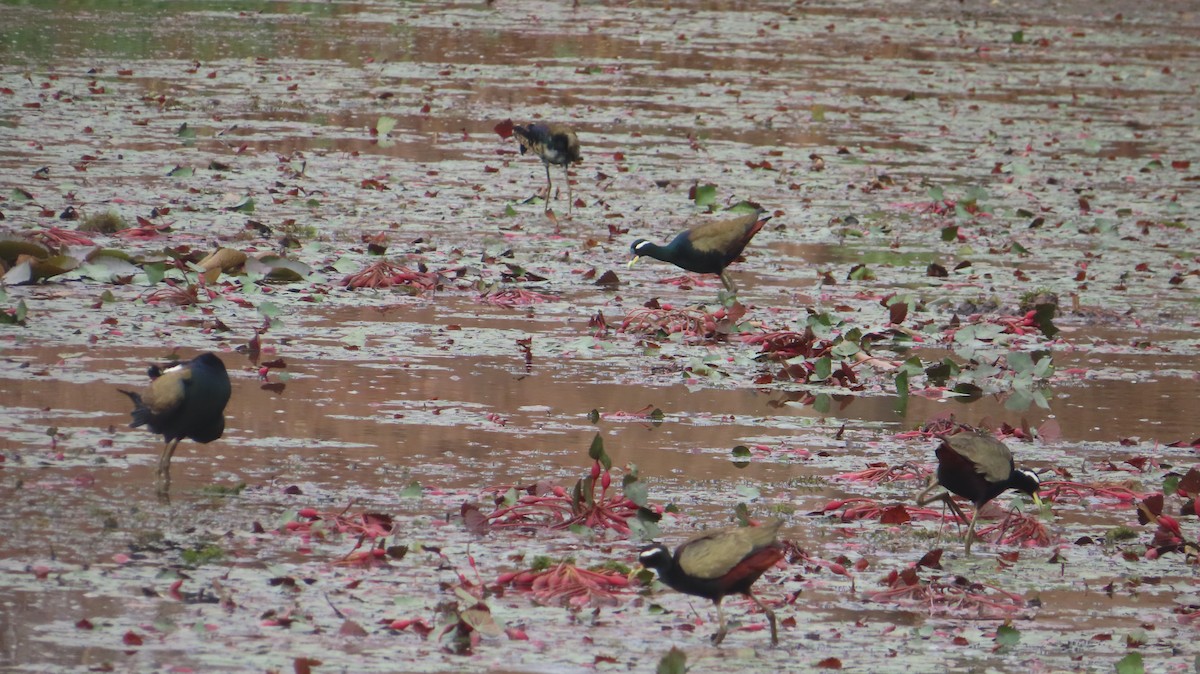 Bronze-winged Jacana - ML635512509