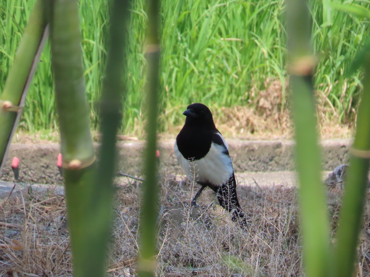 Oriental Magpie - ML635512535