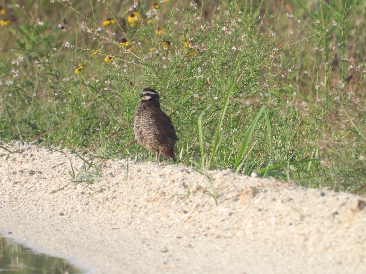 Northern Bobwhite - ML635512659