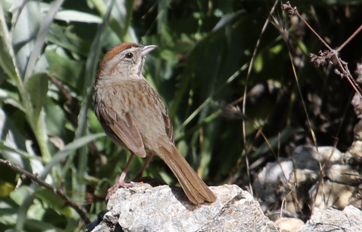 Rufous-crowned Sparrow - ML635512703