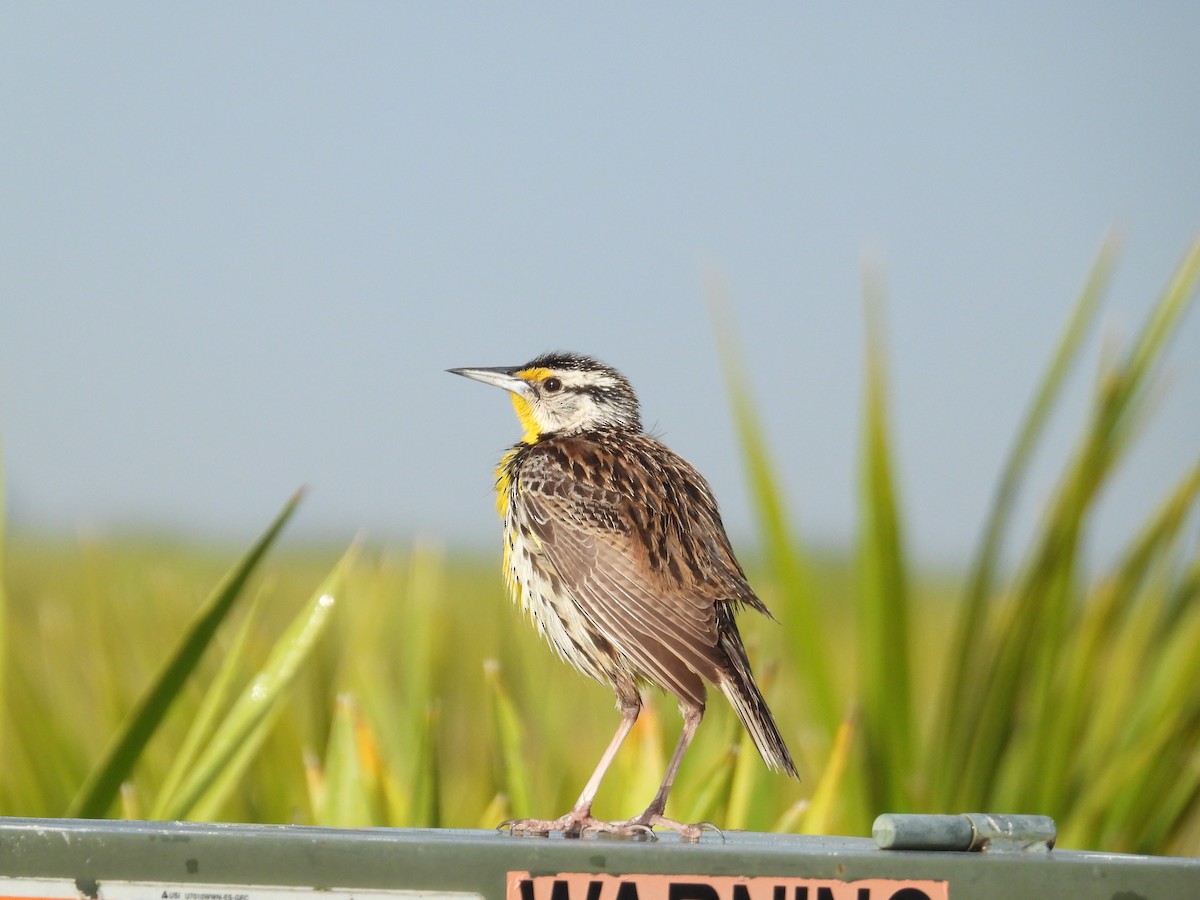 Eastern Meadowlark - ML635512714