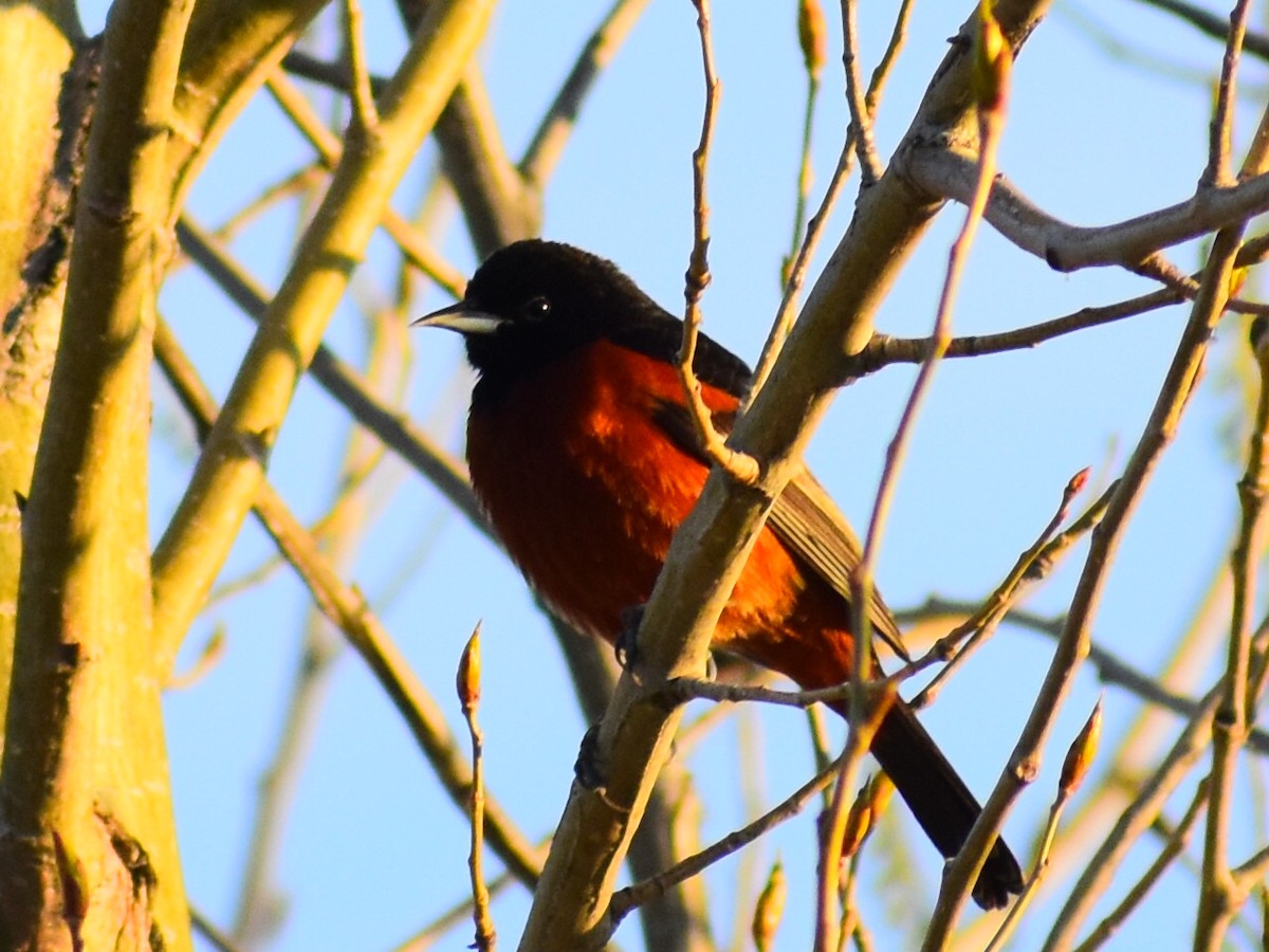 Orchard Oriole - ML635512746