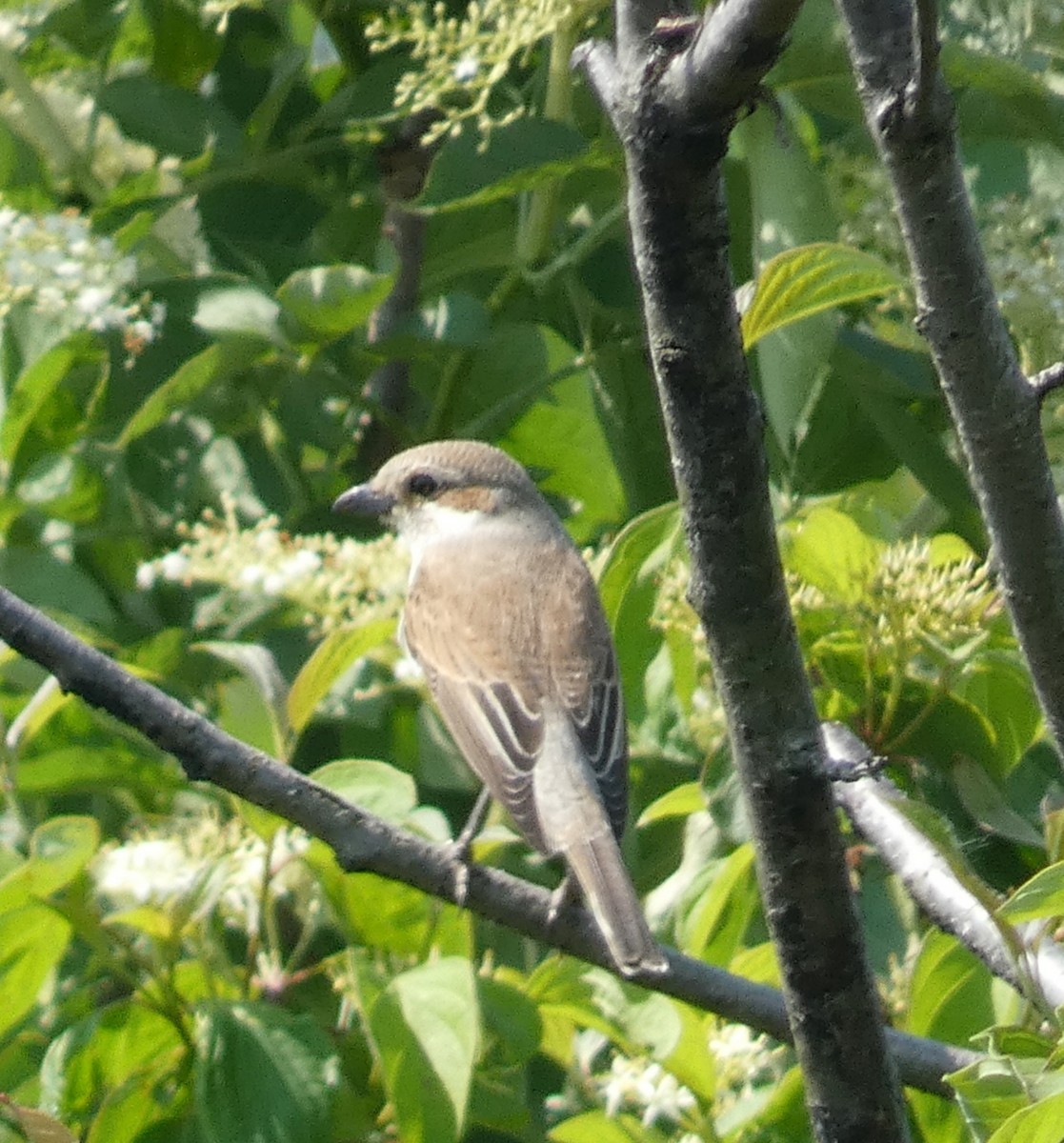 Red-backed Shrike - ML635512747