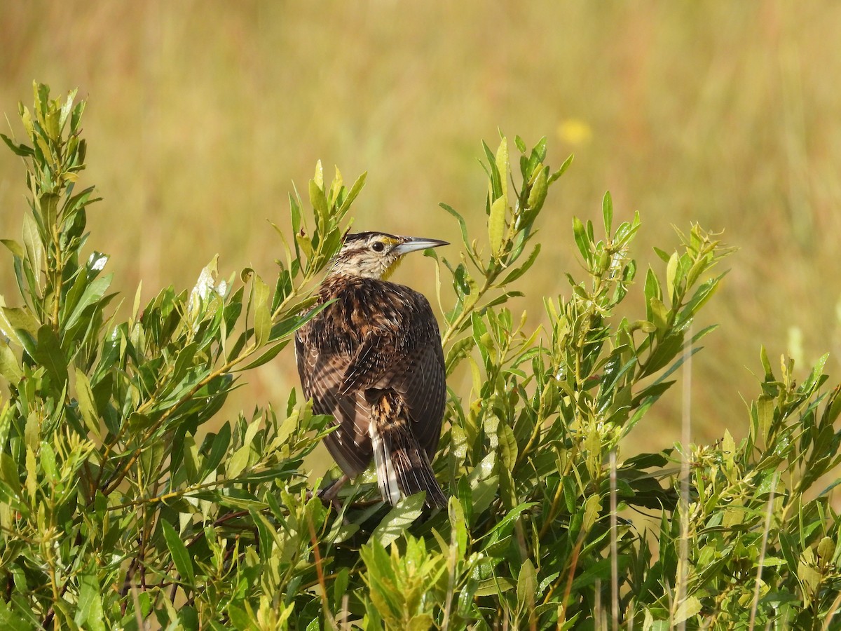 Eastern Meadowlark - ML635512797