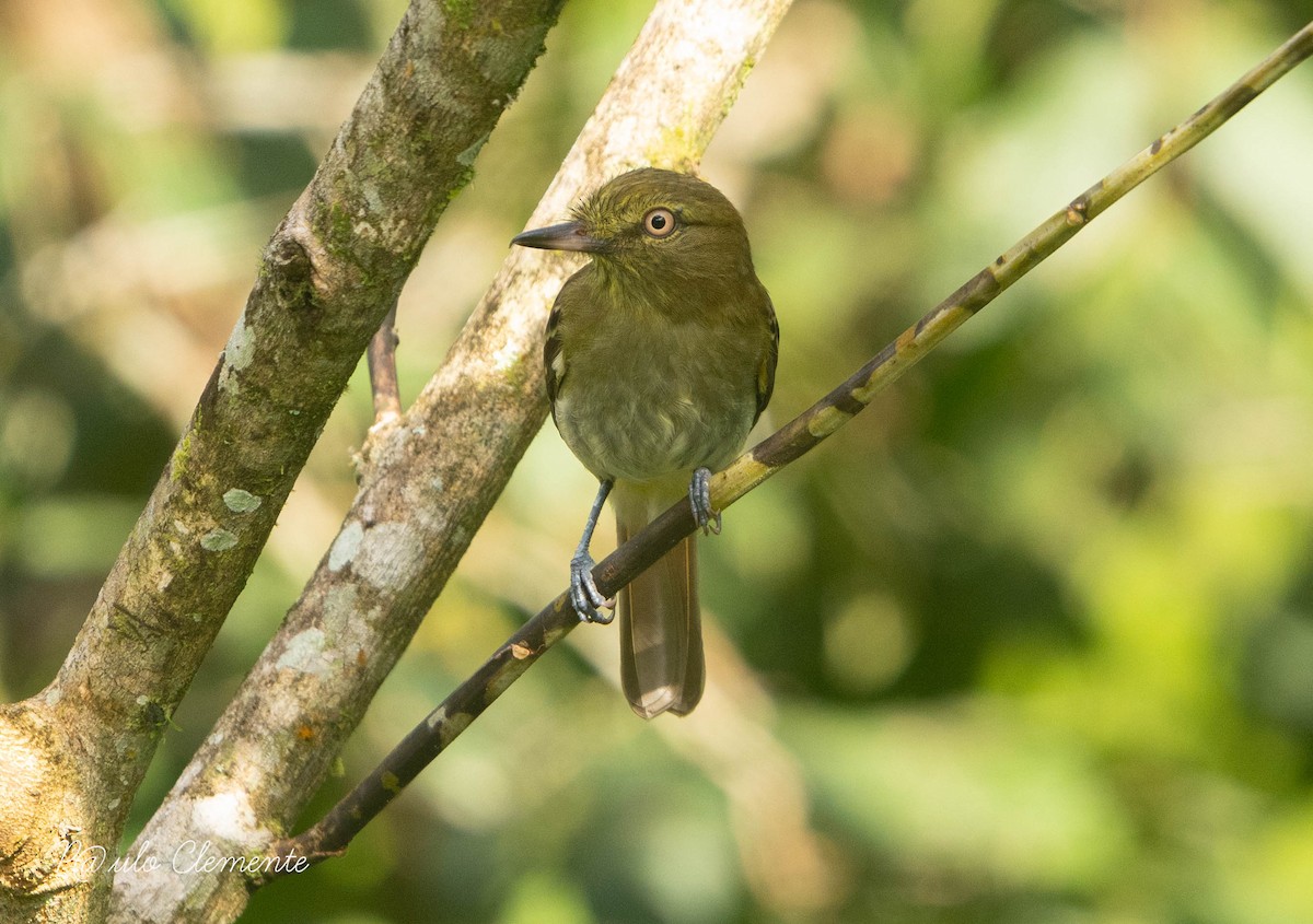 Bright-rumped Attila - ML635512838