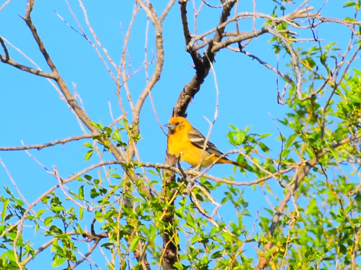 Orchard Oriole - ML635512862