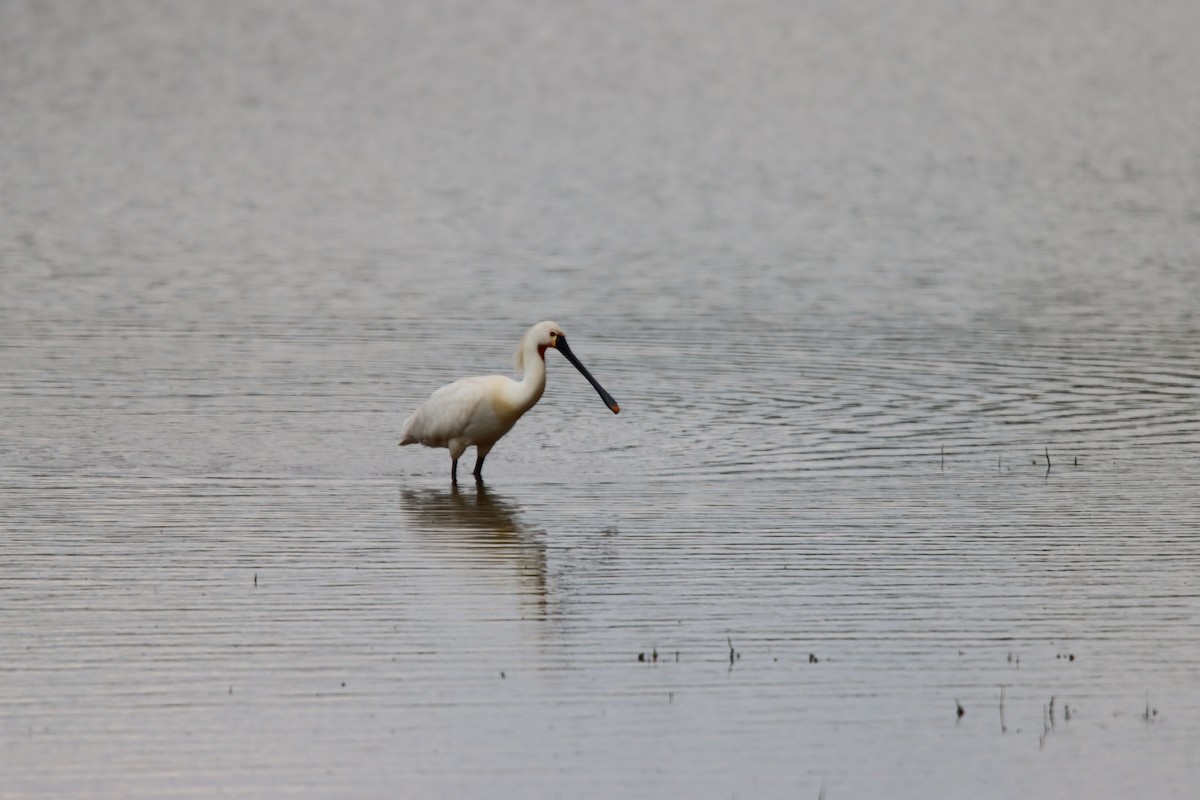 Eurasian Spoonbill - ML635512884
