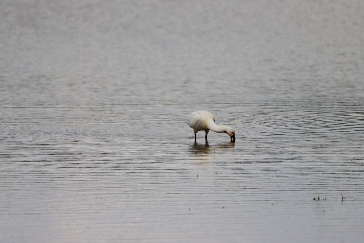 Eurasian Spoonbill - ML635512885