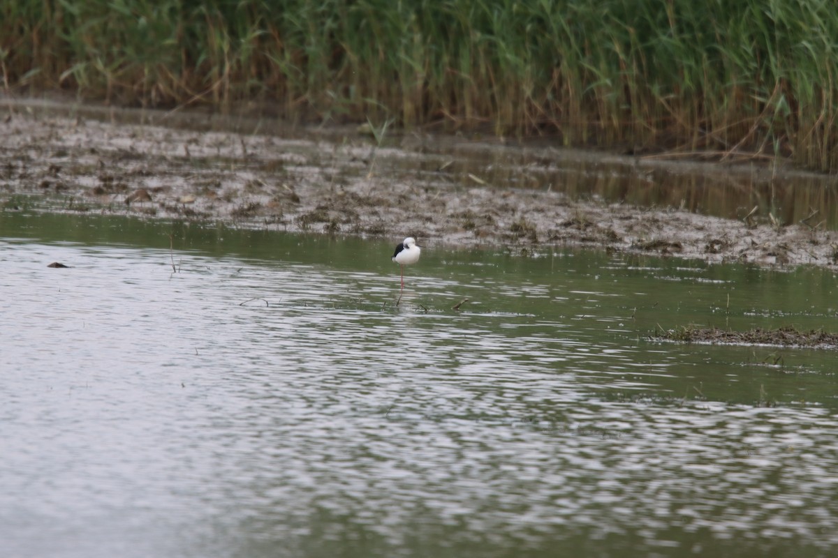 Black-winged Stilt - ML635512894
