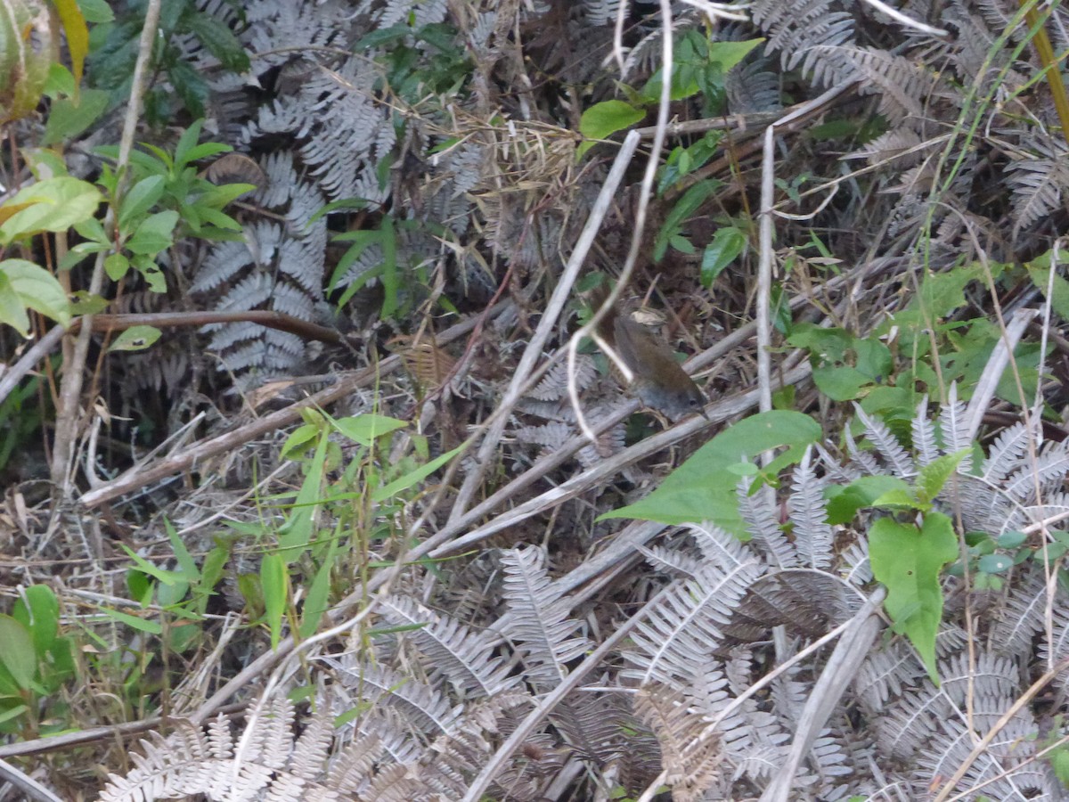 Diamantina Tapaculo - ML635512952
