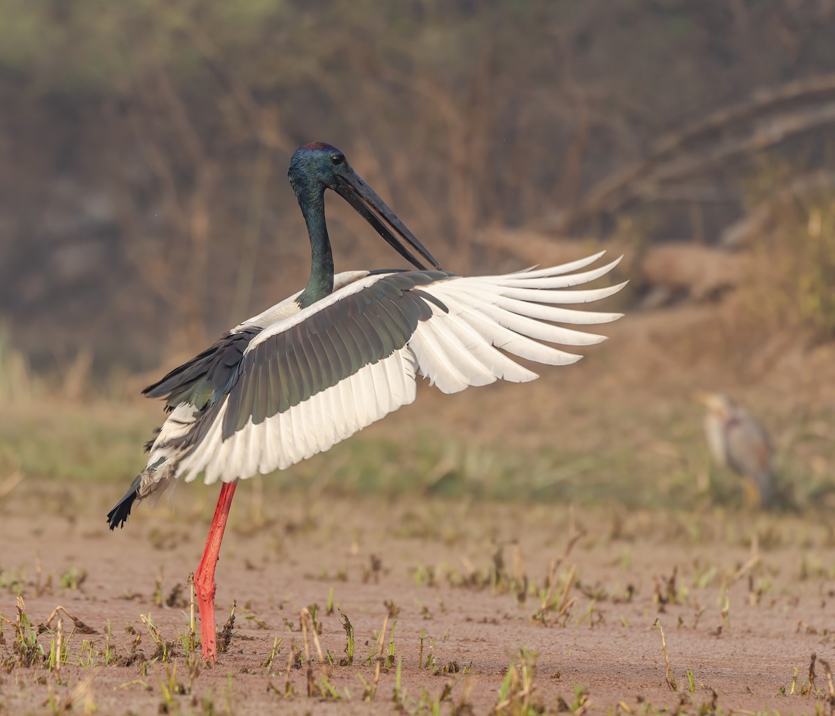 Black-necked Stork - ML635513008