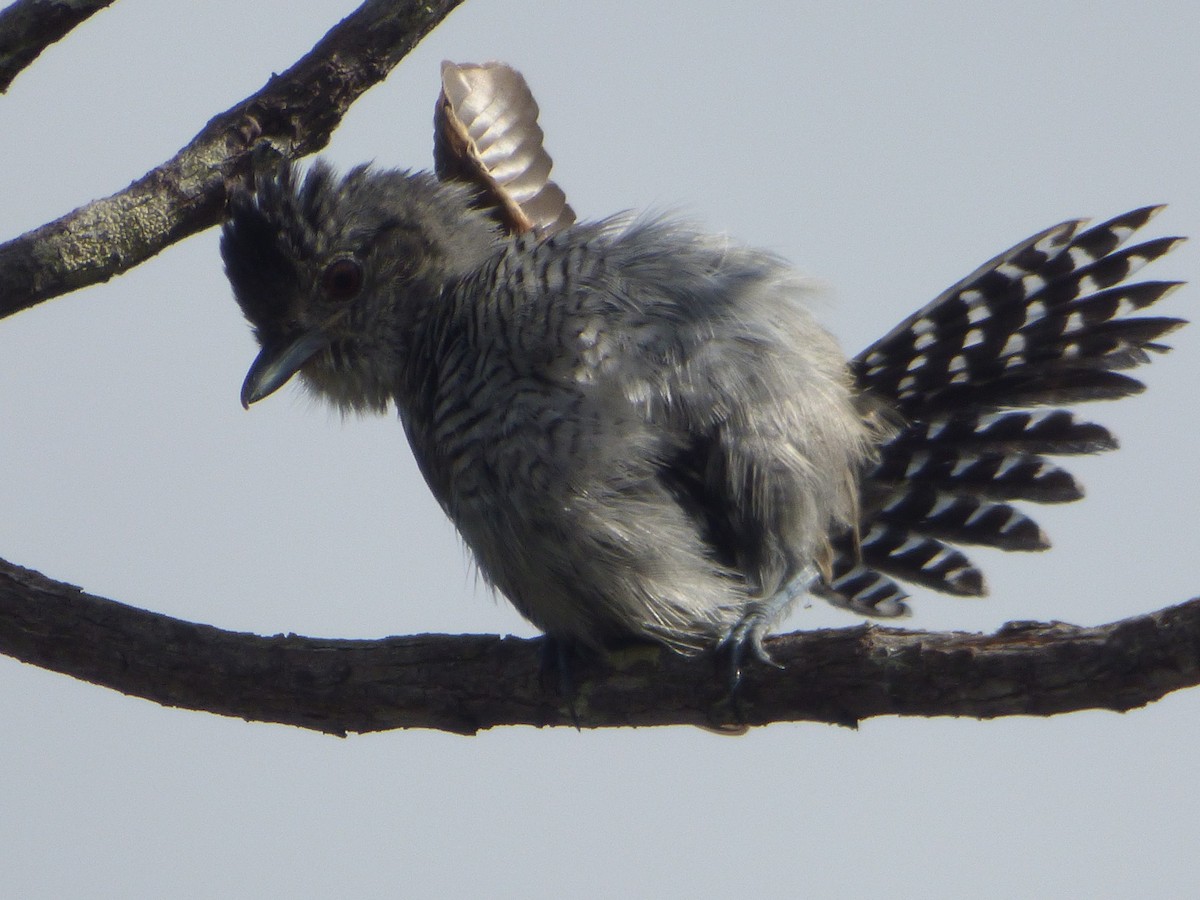 Rufous-winged Antshrike - ML635513031