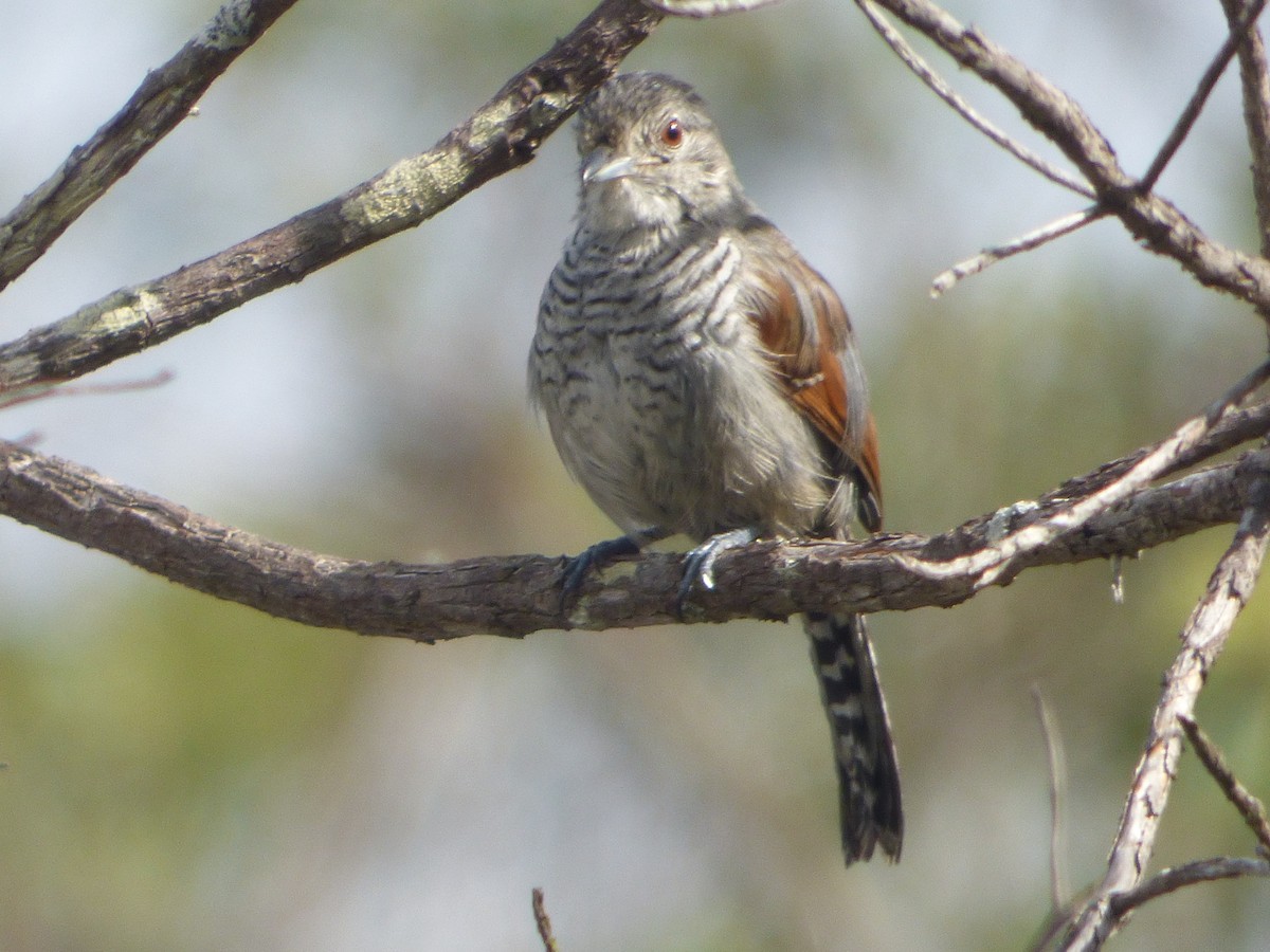 Rufous-winged Antshrike - ML635513032