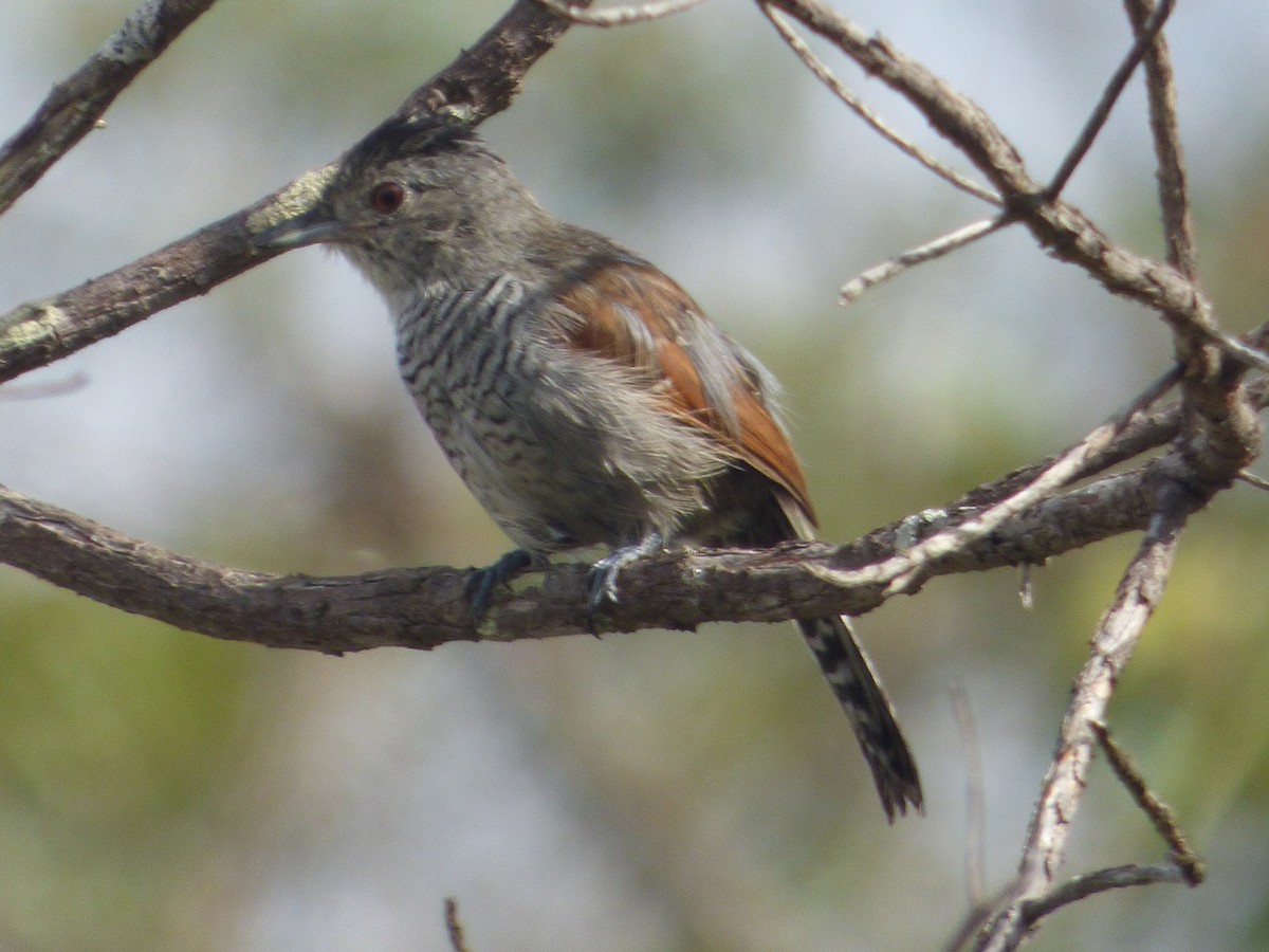 Rufous-winged Antshrike - ML635513033