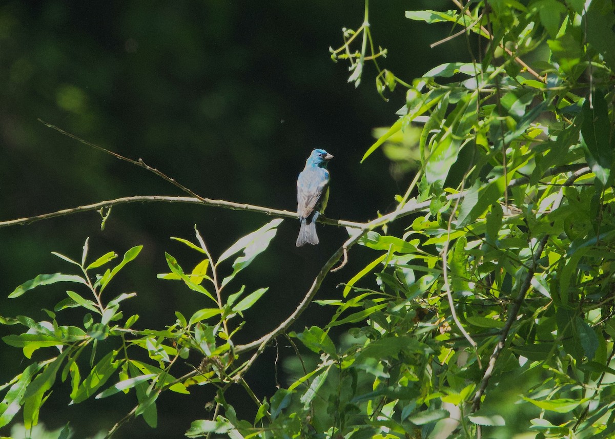 Lazuli Bunting - ML635513309