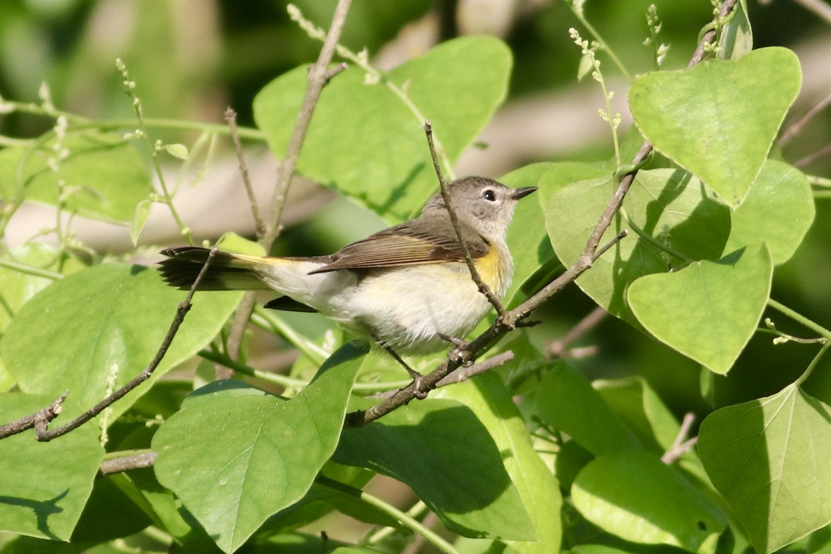 American Redstart - ML635513325