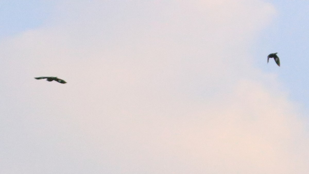 黑色八哥類 - ML635513408