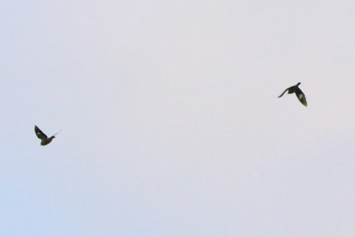 黑色八哥類 - ML635513409