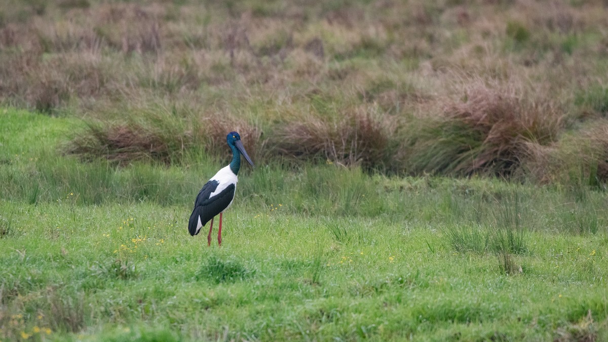 Black-necked Stork - ML635513432