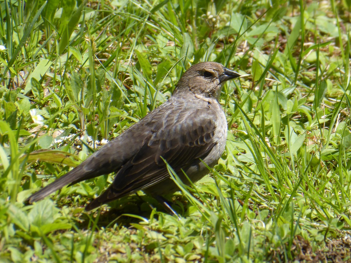 brunhodetrupial - ML635513511