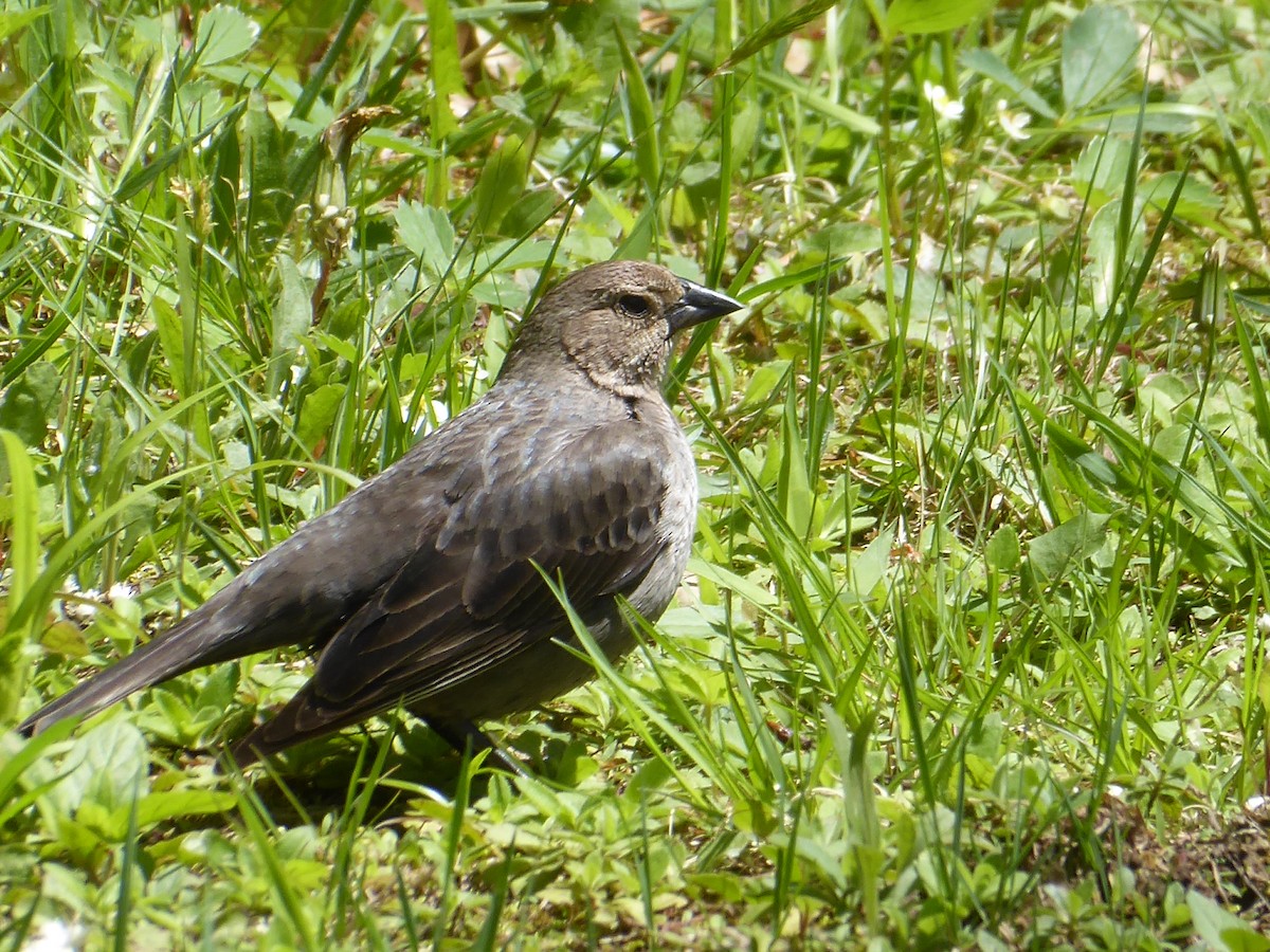 brunhodetrupial - ML635513518