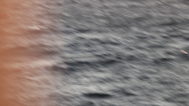 Murphy's Petrel - ML635513520