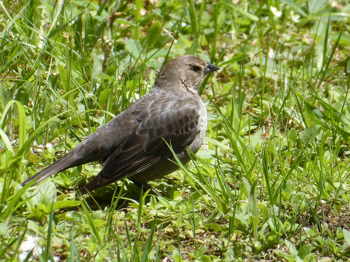 brunhodetrupial - ML635513526