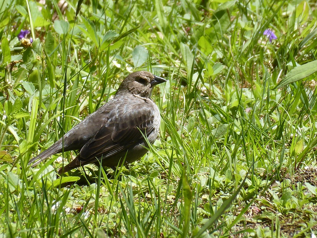 brunhodetrupial - ML635513536